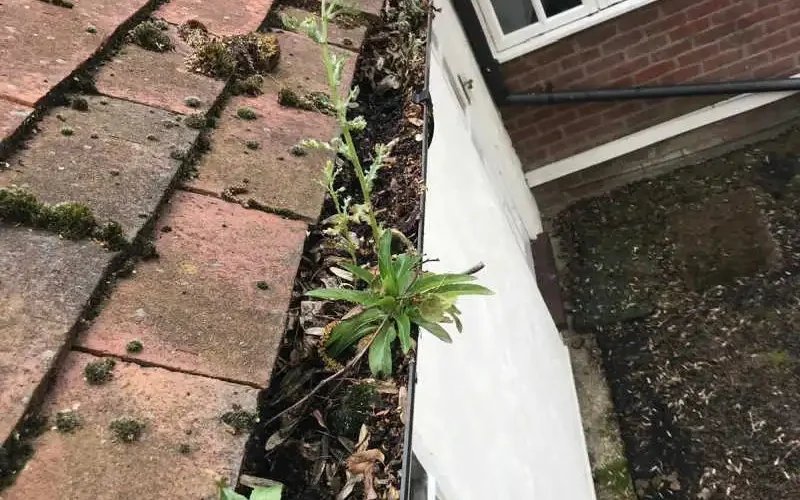 before gutter cleaning photo